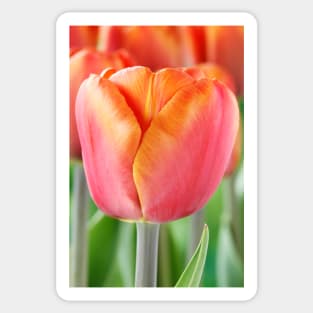 Tulipa  &#39;Brown Sugar&#39;   Triumph Group  Tulip Sticker